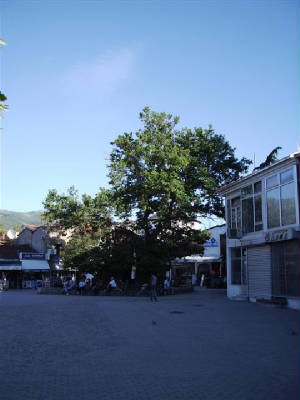 De oude plataan in Ohrid